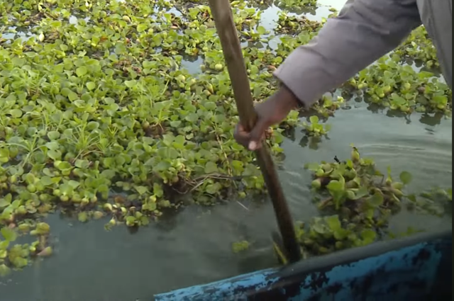 Harvested invasive aquatic species staged for processing.