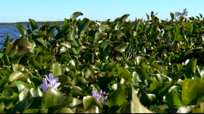 Water hyacinth removal operation on a US waterway.